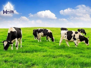 Tìm hiểu về chuỗi cung ứng của Vinamilk